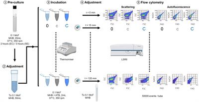 Single-cell scattering and auto-fluorescence-based fast antibiotic susceptibility testing for gram-negative and gram-positive bacteria